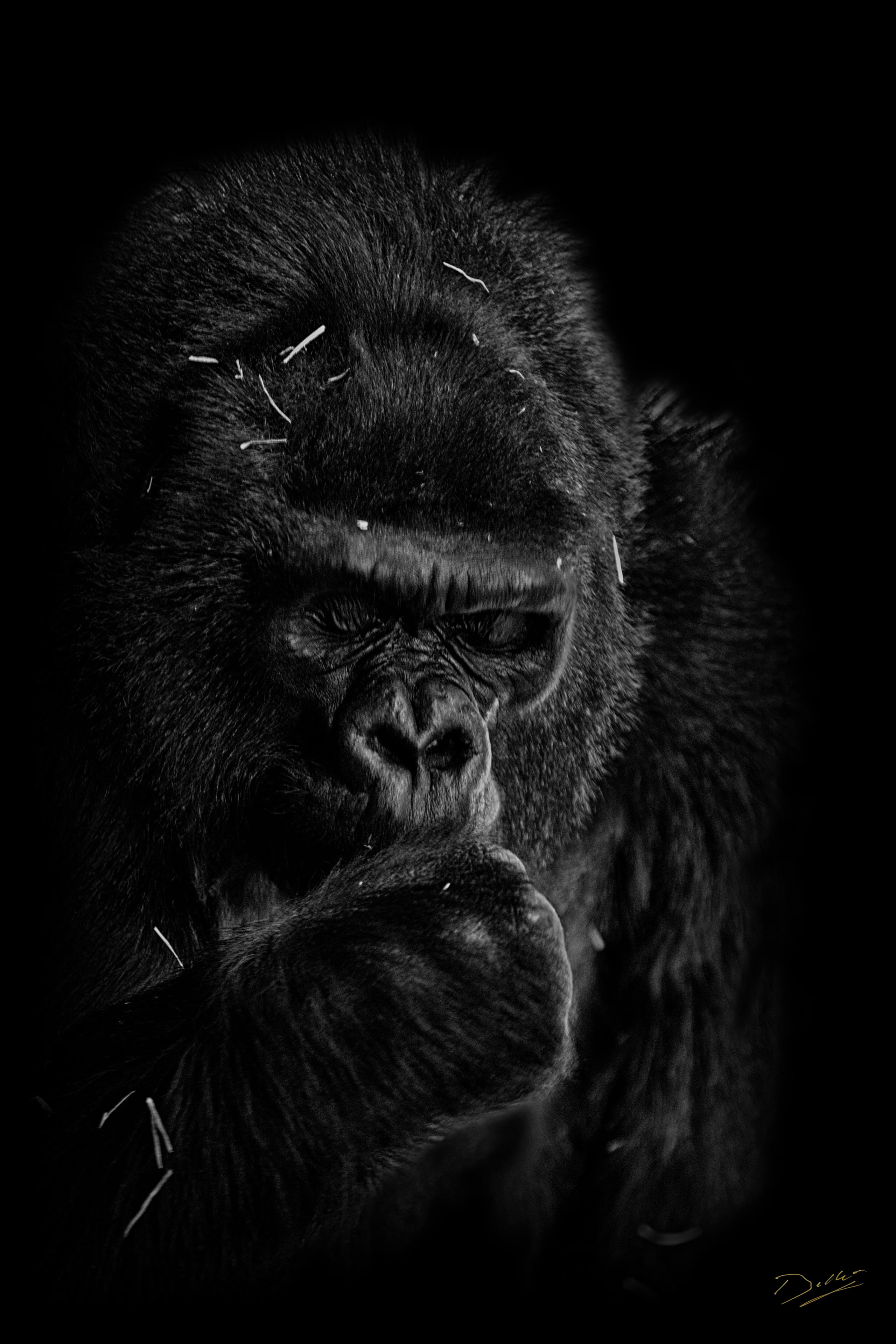 Reportage Zoo