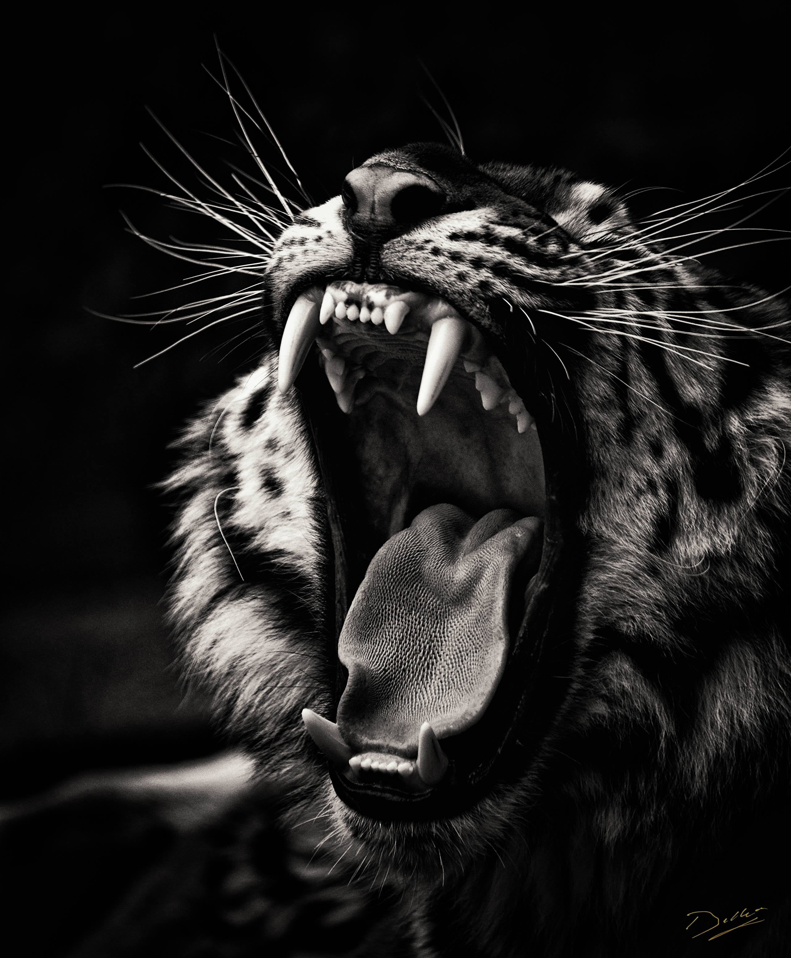 Reportage Zoo